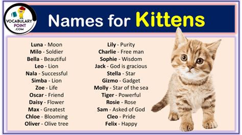 270+ Funny and Cute Names for Kittens 2024 - Vocabulary Point