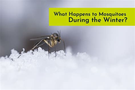 What Happens To Mosquitoes During The Winter Proven Insect Repellent