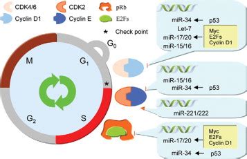 Microrna Cell Cycle And Human Breast Cancer The American Journal Of