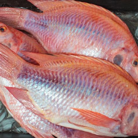 Vendemos TILAPIA ENTERA FRESCA NILOTICA ROJA C I PISCICOLA BOTERO