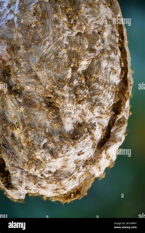 Yellow Paper Wasps Ropalidia Romandi At Nest September 2022 Cow Bay Daintree National Park