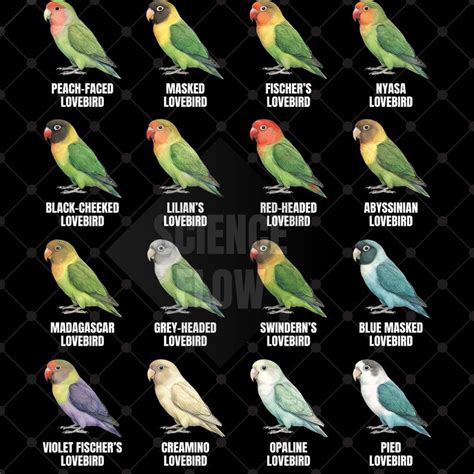 tropical bird species png designs hummingbirds lovebirds exotic