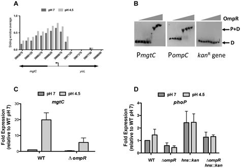 Ompr Regulates Phop Regulated Genes A Ompr Binding At Mgtc At Ph 7