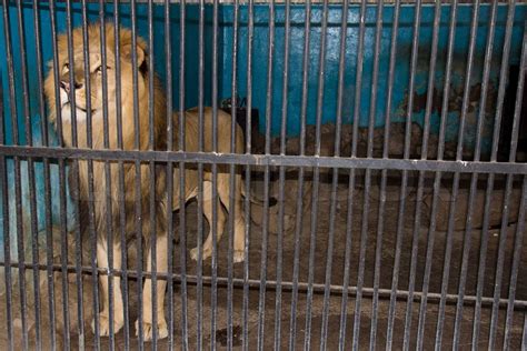 Löwen hinter Gittern im zoo Stock Bild Colourbox