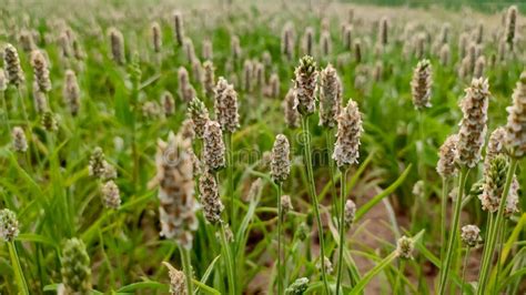 Young Plantago Ovata Isabgol Flowering Crop Field Stock Image Image