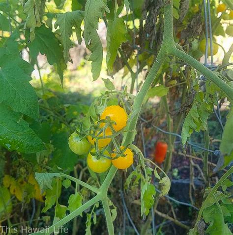 Growing Tomatoes In Hawaii This Hawaii Life