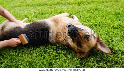 German Shepherd Grooming Stock Photos and Pictures - 908 Images | Shutterstock