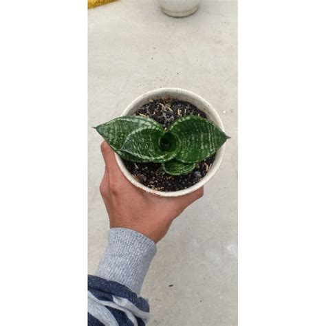 Jual Sansevieria Pagoda Mutasi Versi Moonshine Shopee Indonesia