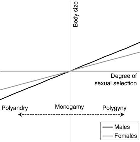 A Schematic Explanation For How Male And Female Biased Sexual Size