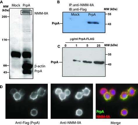 Prpa Interacts With Nmm Iia On The Membrane Of Macrophages A