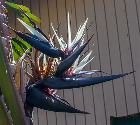 Giant White Bird Of Paradise Bloom Our 15 Year Old 16 Ft Flickr