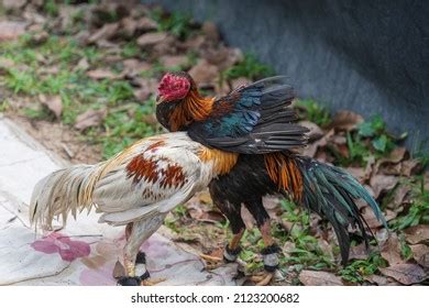 4,073 Gamecock roosters Stock Photos, Images & Photography | Shutterstock