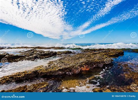 Ochre Starfish Pisaster Ochraceus Crystal Cove State Park, Lag Stock Photo - Image of starfish ...