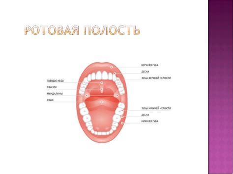 Ротовая полость рисунок (44 фото)