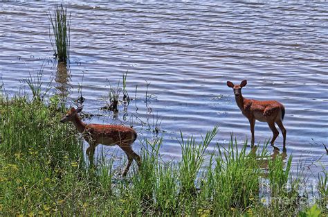 Whitetail Fawns Photograph by Paul Mashburn - Pixels