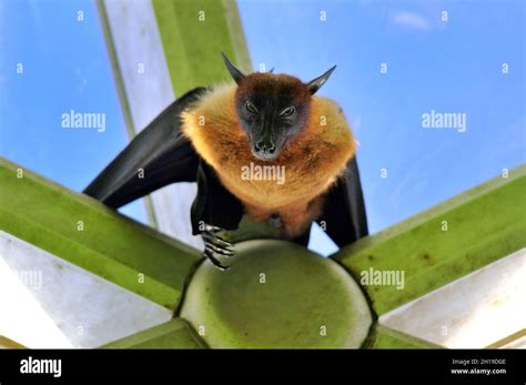 Giant Golden Crowned Flying Bat 