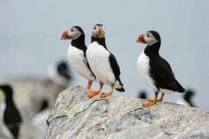 Project Puffin at 50: A Success Story, But Still Fragile | Down East Magazine