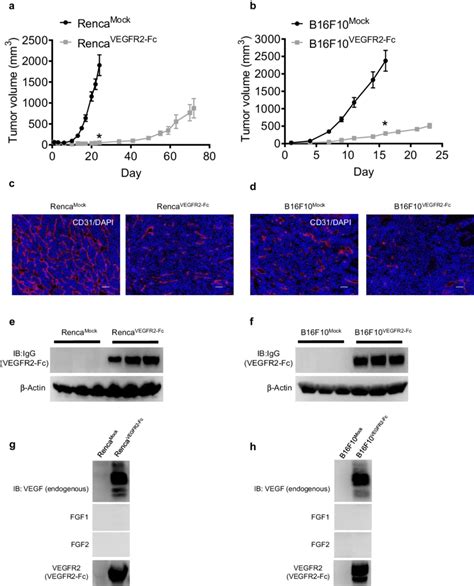 In Vivo Tumor Growth And Angiogenesis Of Mock And Vegfr Fc Expressing