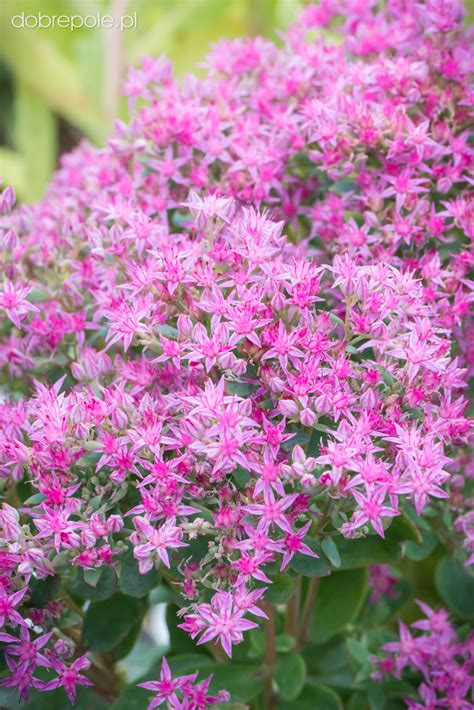 Szkółka Bylin Dobrepole Sedum Spectabile Munstead Dark Red