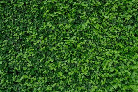 Small green leaves in hedge wall texture background. Closeup green ...