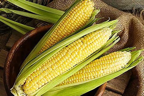 jagung sebagai bahan makanan bisa dibuat plastik biodegradable