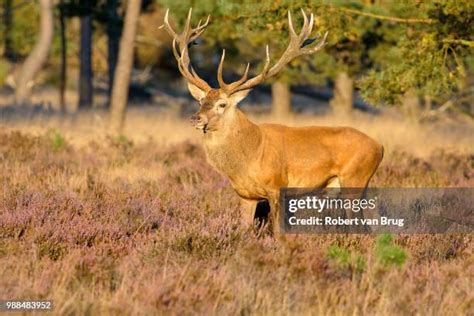 582 Golden Antler Stock Photos High Res Pictures And Images Getty