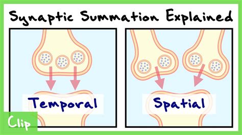 Temporal And Spatial Summation In Neurons Explained With Passive