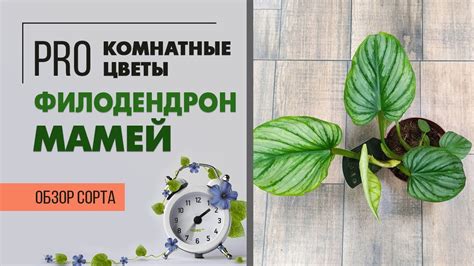 Филодендрон Мамей - лиана с большими листьями | Имитация кувшинки в ...