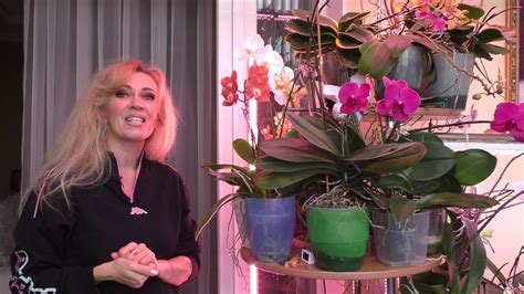 Орхидея Горизонт ЗАКРЫТАЯ СИСТЕМА посадки / Подсветка для орхидей ...