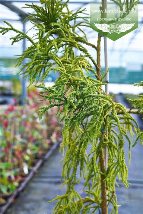 Cryptomeria japonica Kyara Gold Криптомерия японская Кьяра Голд