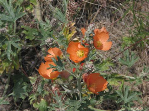 Orange Globemallow Sphaeralcea Munroana Pine Creek E Of C Flickr