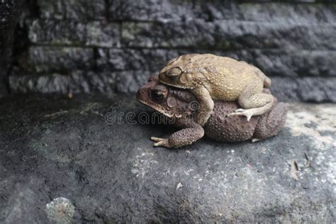 The Frogs Bufo Melanostictus Schneider Stock Image Image Of Reptile