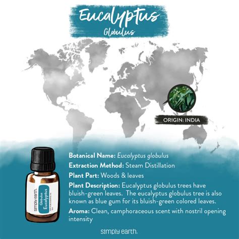 Simply Earth Eucalyptus Globulus Essential Oil