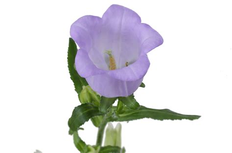 Кампанула голубая