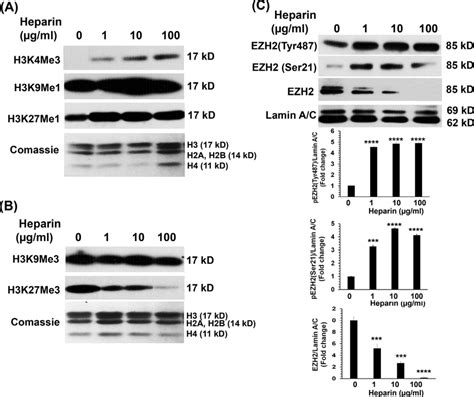 Heparin Regulates Histone Modifications And Ezh Activation Serum