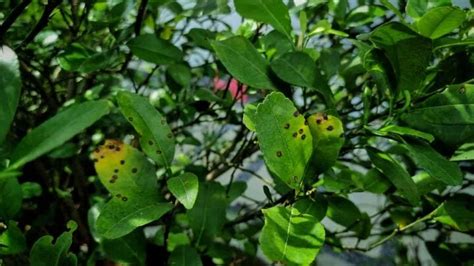 7 Orange Tree Diseases: How to Identify and Treat Them - Minneopa Orchards