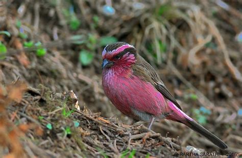 10 Beautiful Pink-colored Birds | Birds, Pink bird, Beautiful pink