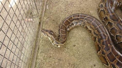 Bohol Philippines Longest Snake Bohol Python Wildlife Park