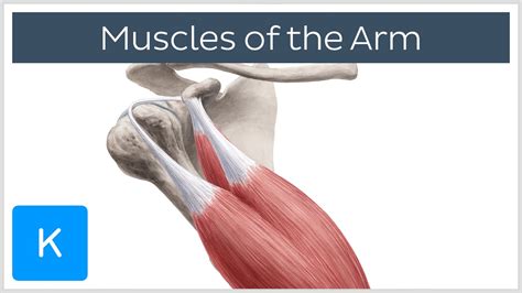 Human Arm Muscles Labeled