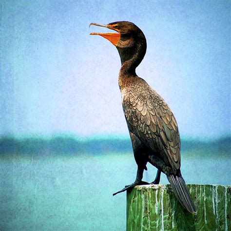 Cormorant Rests On Post Overlooking Lake Photograph By William