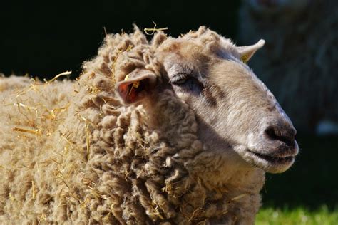 40 Rare Sheep Breeds A To Z List With Pictures Fauna Facts