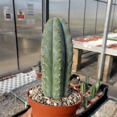 Trichocereus Pachanoi Uhlig Kakteen Über 5000 Verschiedene Arten