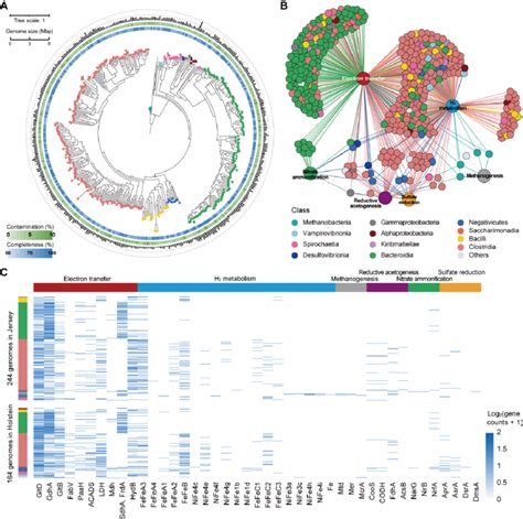 Phylogenetic Tree And Correlation Network Of 432 Metagenome Assembled