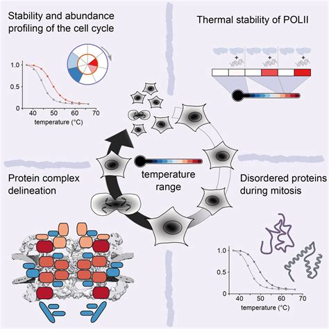 Pervasive Protein Thermal Stability Variation During The Cell Cycle Cell