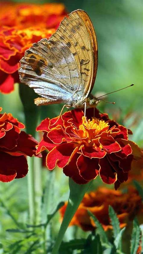 From Tagetes Patula to Erecta: Different varieties of Marigold flower