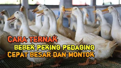 Cara Ternak Bebek Peking Pedaging Cepat Besar Dan Montok YouTube