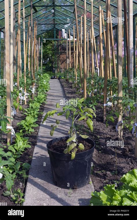 The ideal greenhouse Stock Photo - Alamy 