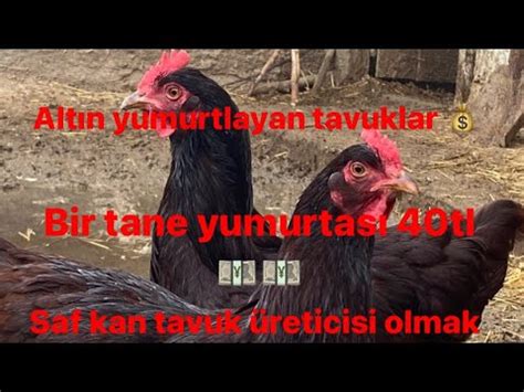 Ayl K Tl Kazand Ran Tavuklar Tavuk I Inde Para Var M