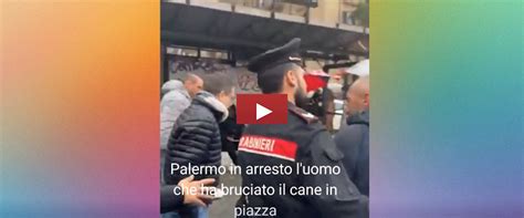 Il Video Dell Arresto Dell Uomo Che Ha Bruciato Un Cane A Palermo Non