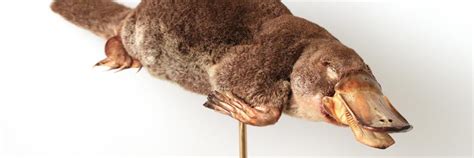 Platypus matters: The extraordinary story of Australian mammals ...